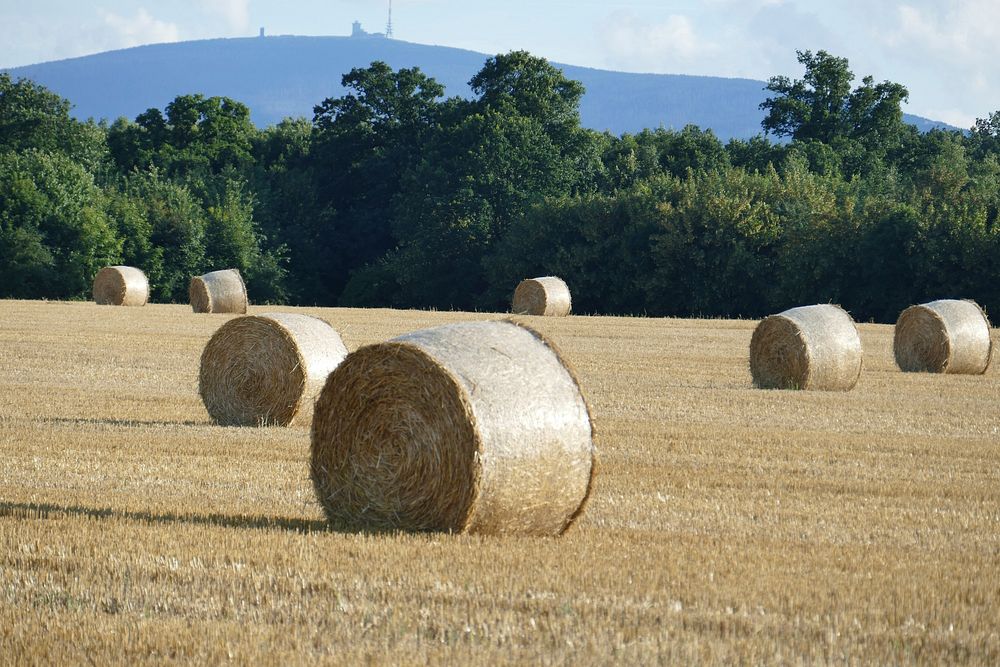 Hay rolls. Free public domain CC0 image.