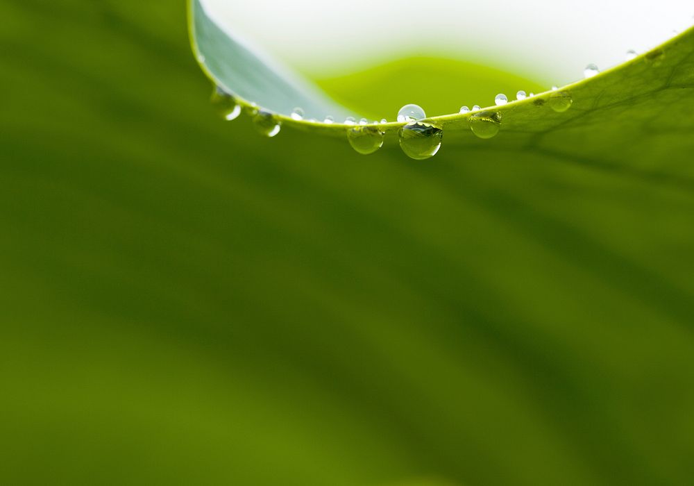 Botanical leaves, nature. Free public domain CC0 photo