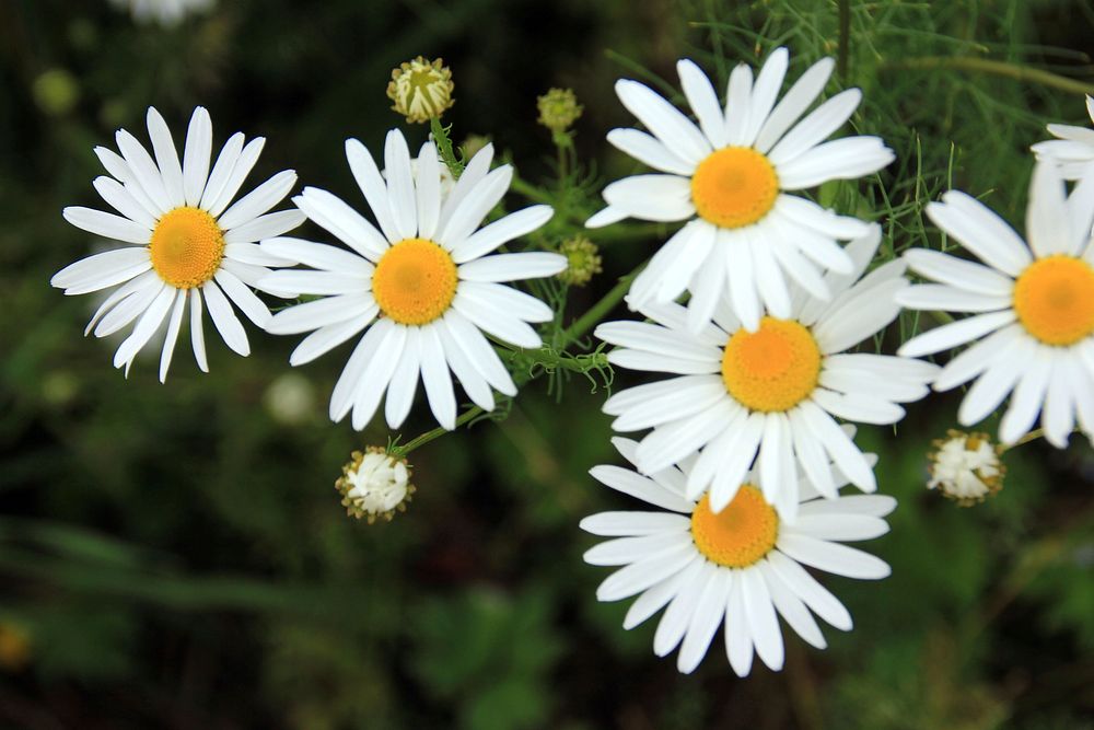 White daisy background. Free public domain CC0 photo.