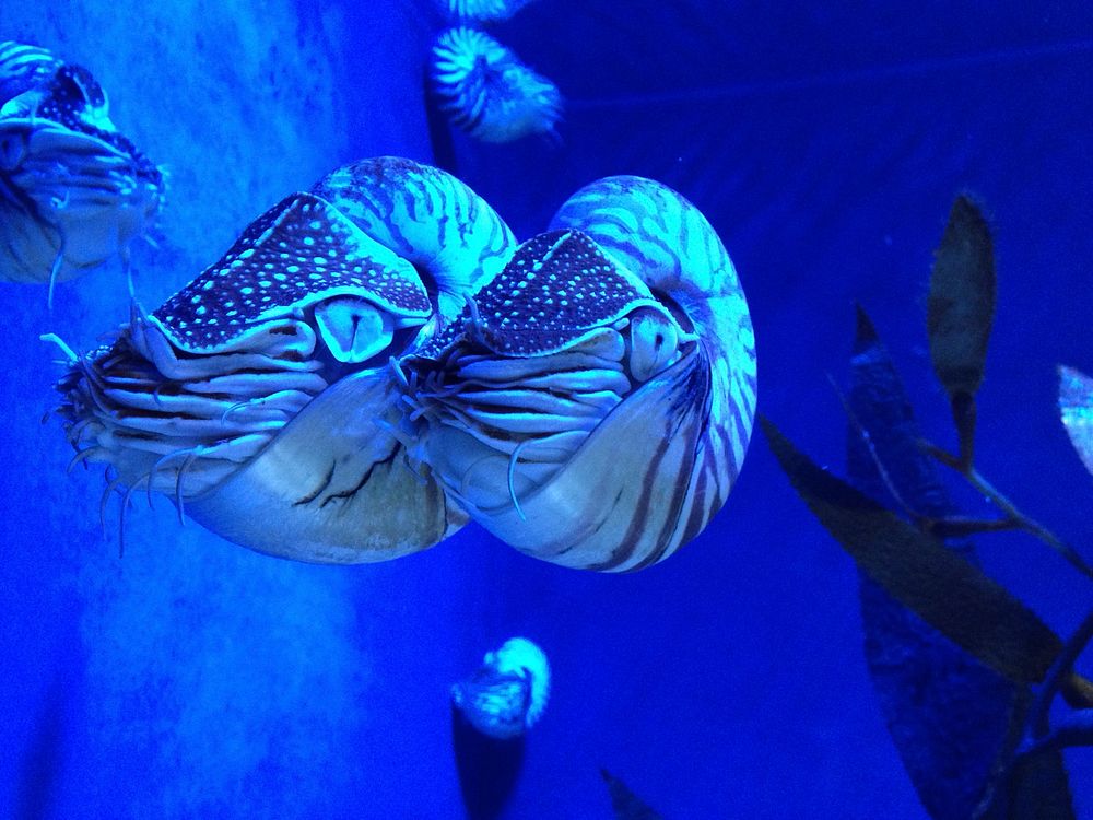 Chambered nautilus swimming close up. Free public domain CC0 photo.