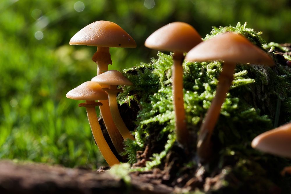 Brown mushroom on the forest floor. Free public domain CC0 photo.