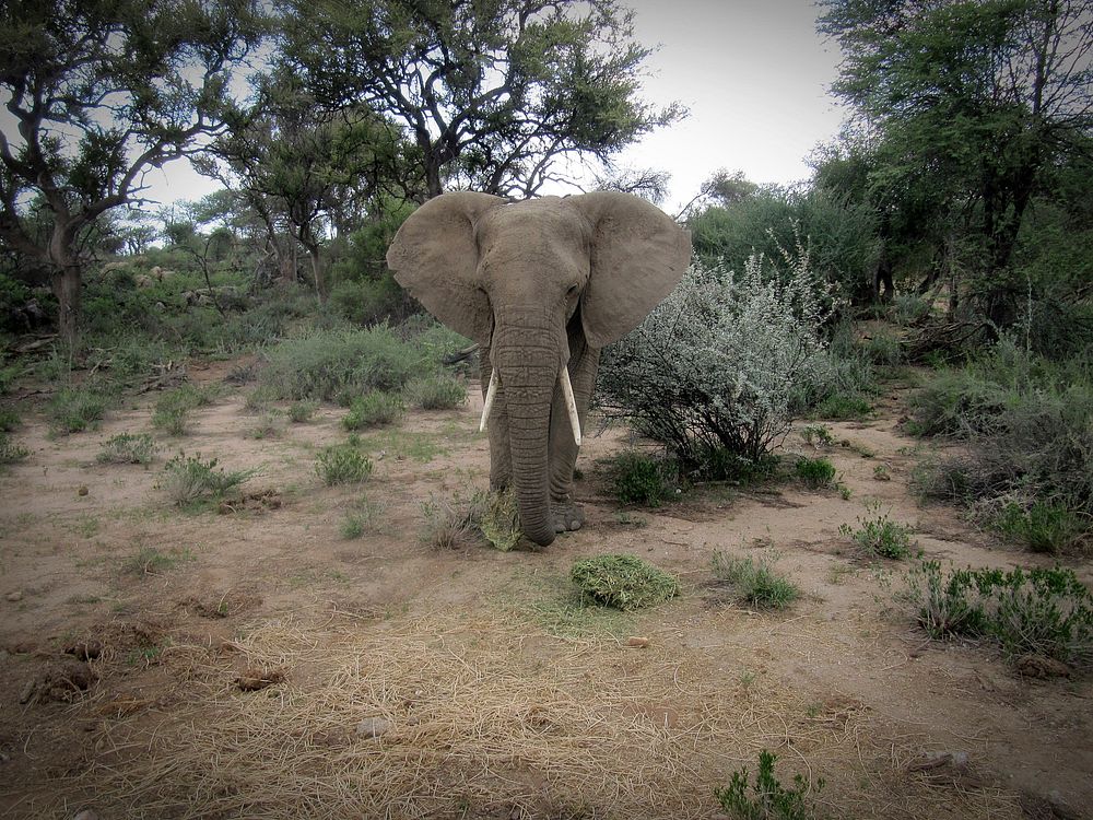Majestic African elephant in wild. Free public domain CC0 photo.