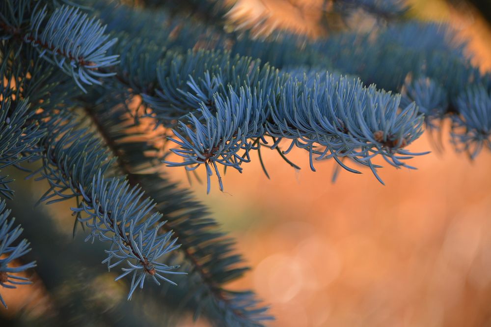 Pine tree. Free public domain CC0 image.