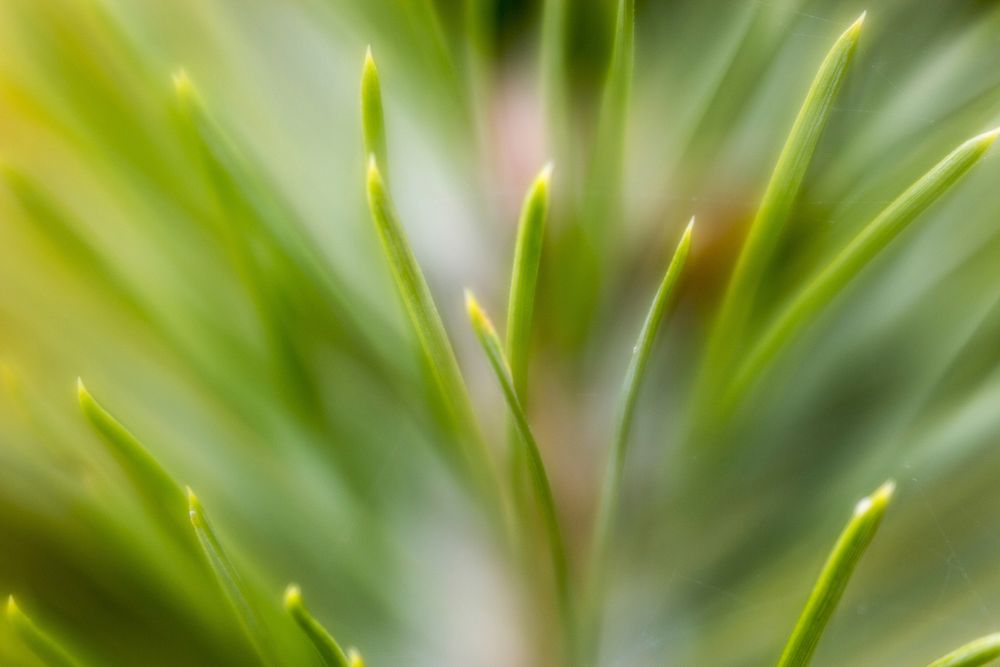 Closeup on green blades of grass. Free public domain CC0 image.