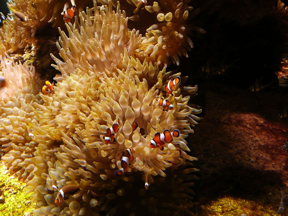 Clownfishes in anemone. Free public domain CC0 photo.