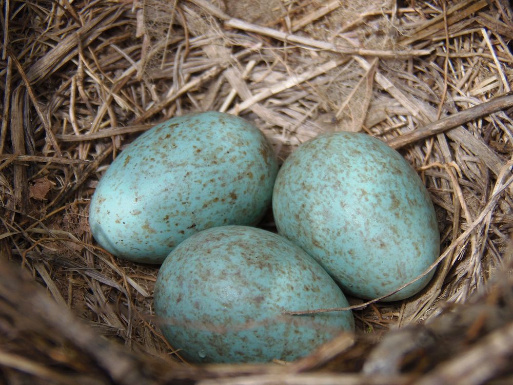 Eggs in birds nest, animal photography. Free public domain CC0 image.