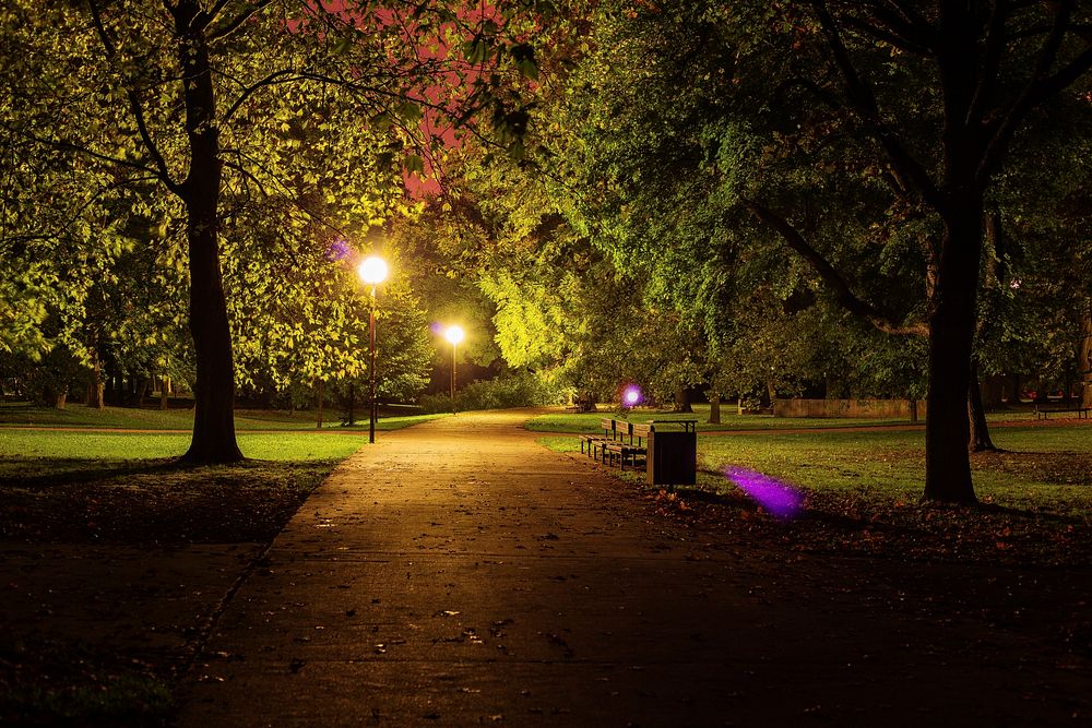 Forest at night. Free public domain CC0 image.