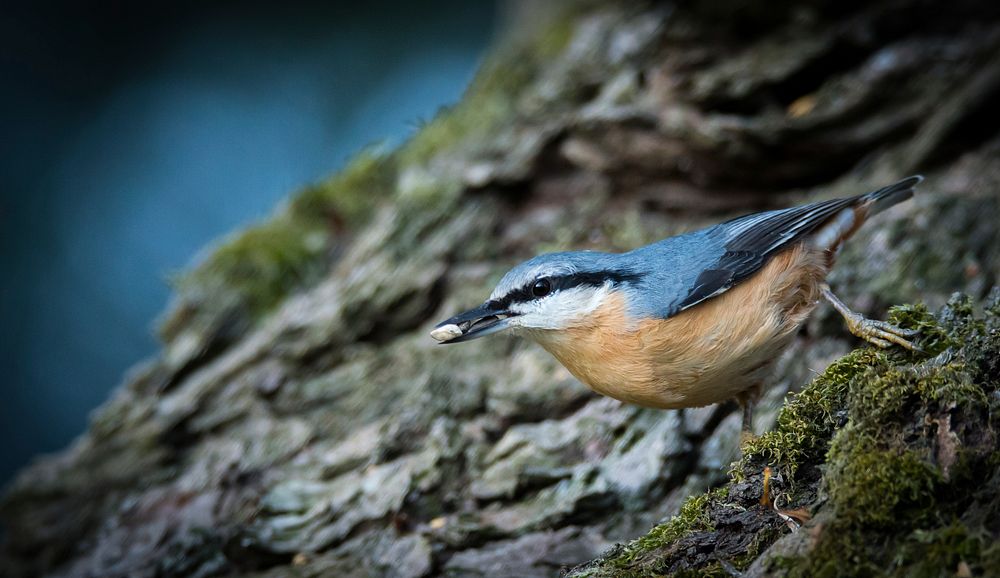 Red breasted nuthatch, bird photography. Free public domain CC0 image.