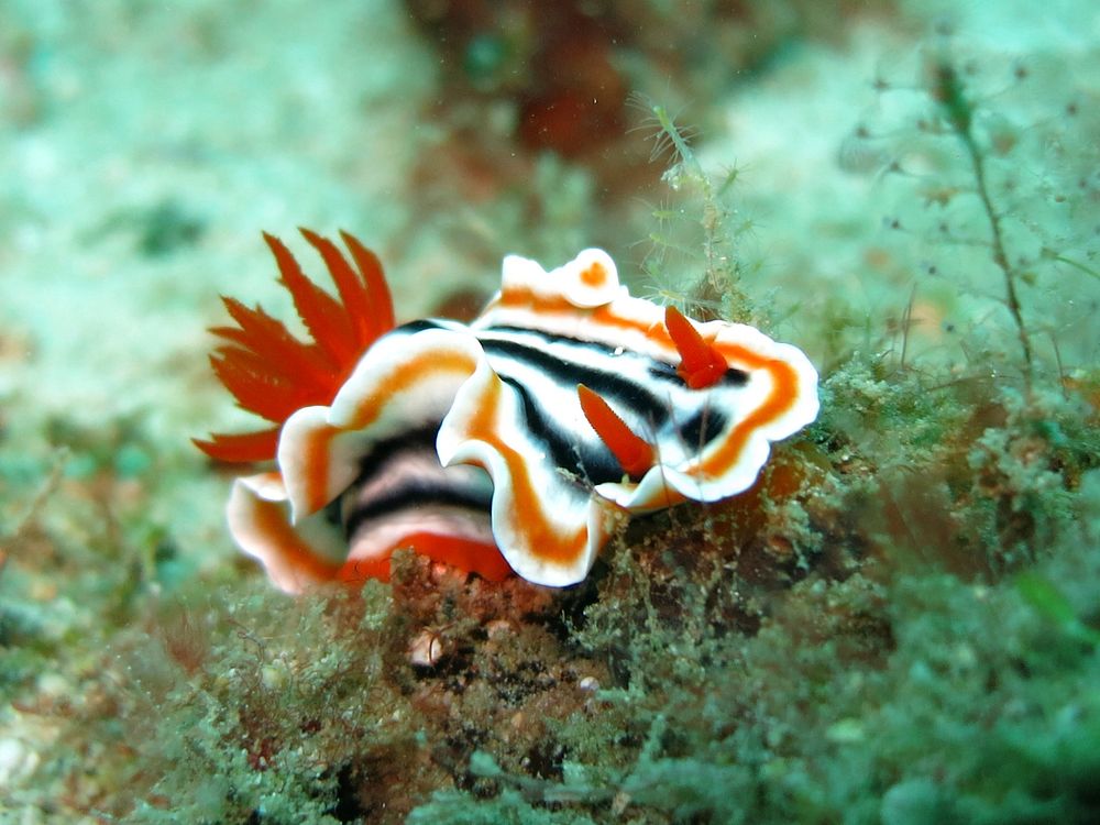Vibrant nudibranch underwater close up. Free public domain CC0 photo.