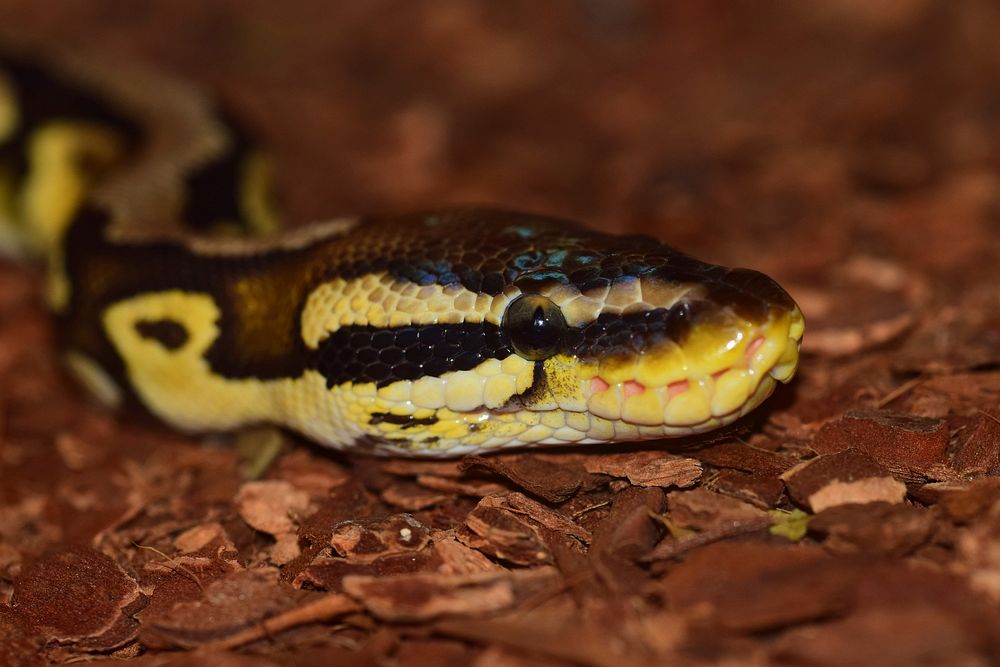 Yellow snake in nature image. Free public domain CC0 photo.