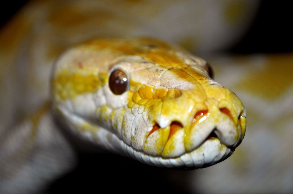 Yellow rock python snake photo. Free public domain CC0 image.