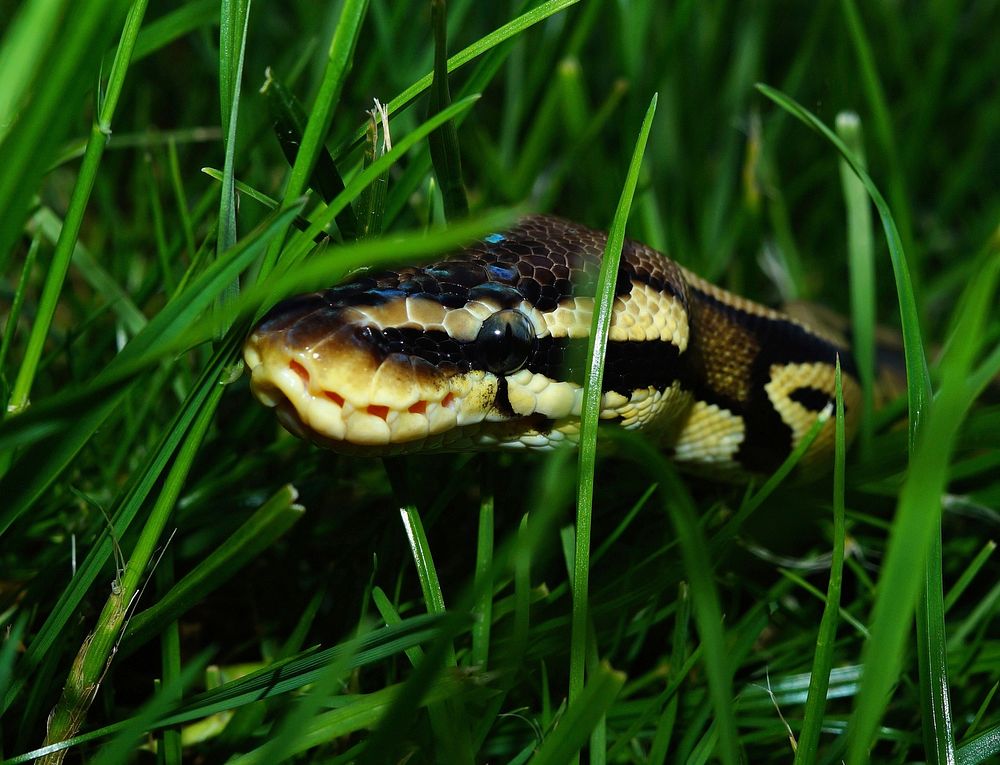 King python mojave snake. Free public domain CC0 photo