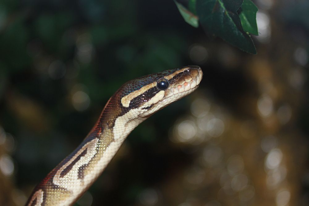 King python mojave snake. Free public domain CC0 photo