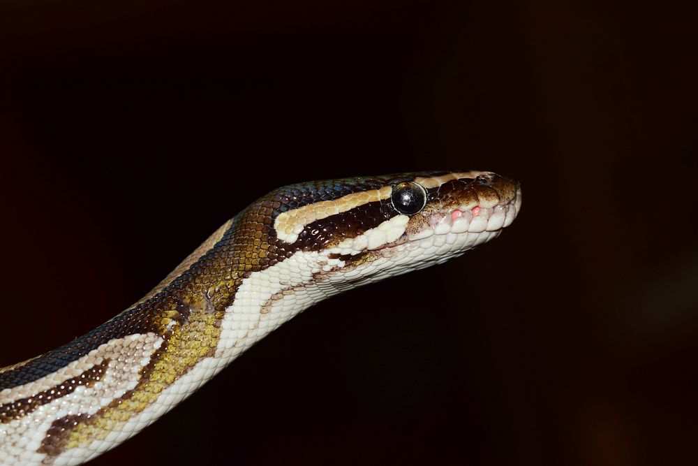 King python mojave snake. Free public domain CC0 image.