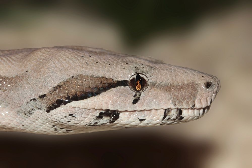 Rock python snake in nature. Free public domain CC0 image.