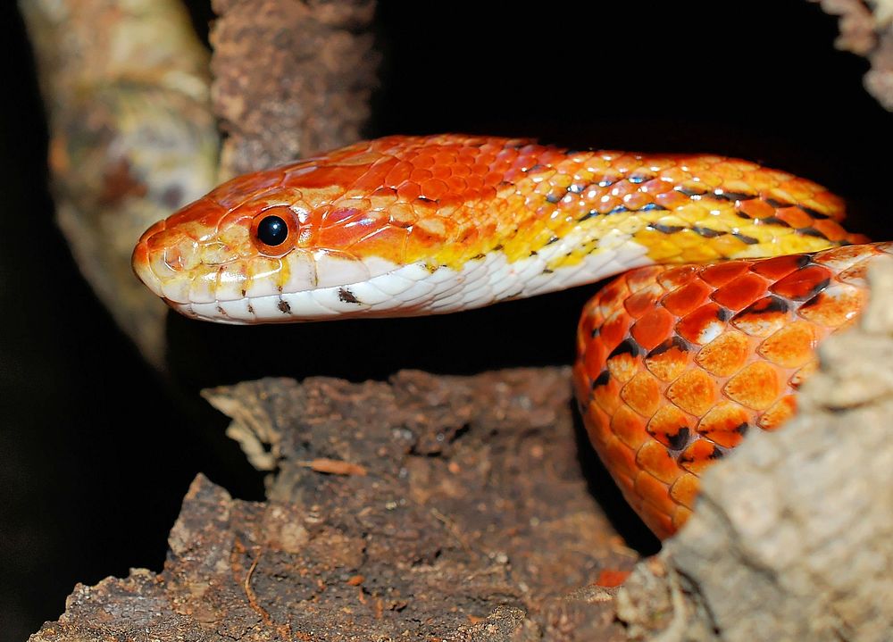 Red corn snake in nature photo. Free public domain CC0 image.