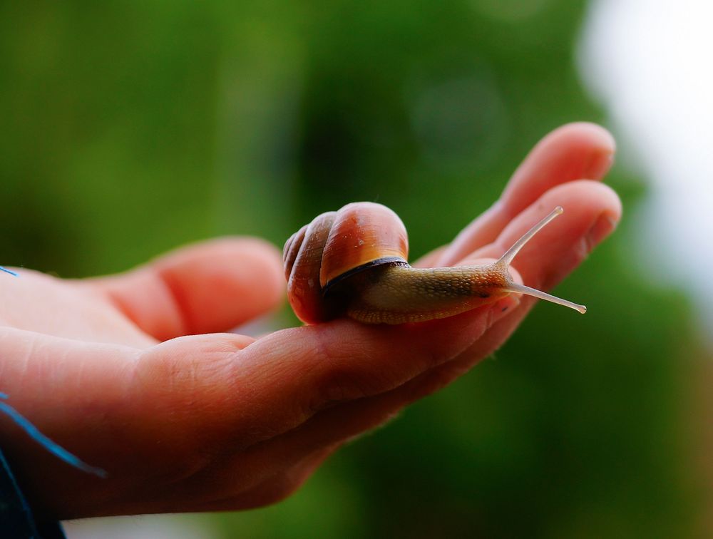 Snail in hand, animal photography. Free public domain CC0 image.