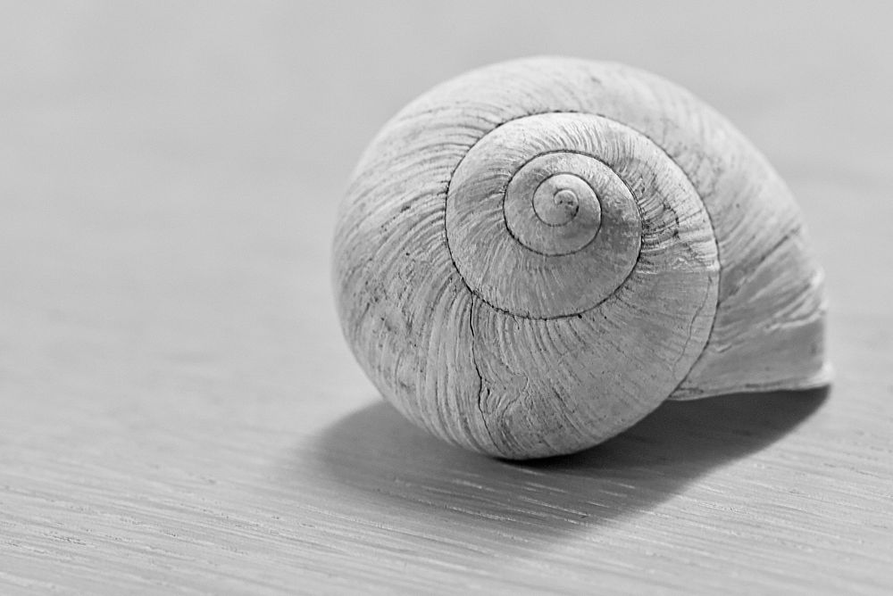 Snail shell closeup. Free public domain CC0 image.