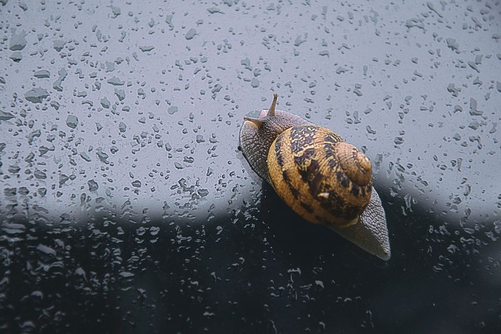Snail crawling on a window. Free public domain CC0 photo.