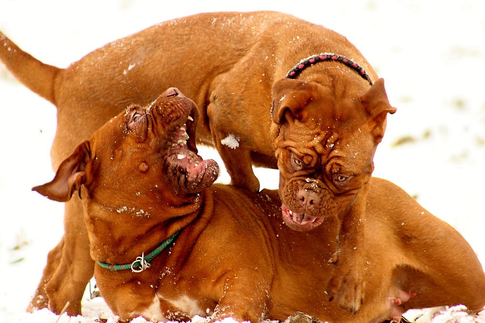 Brown dog playing in snow together. Free public domain CC0 photo.