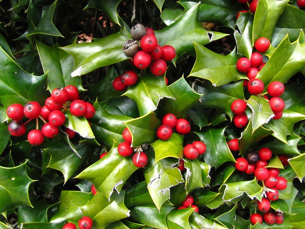 European holly leaves and fruit. Free public domain CC0 image. 