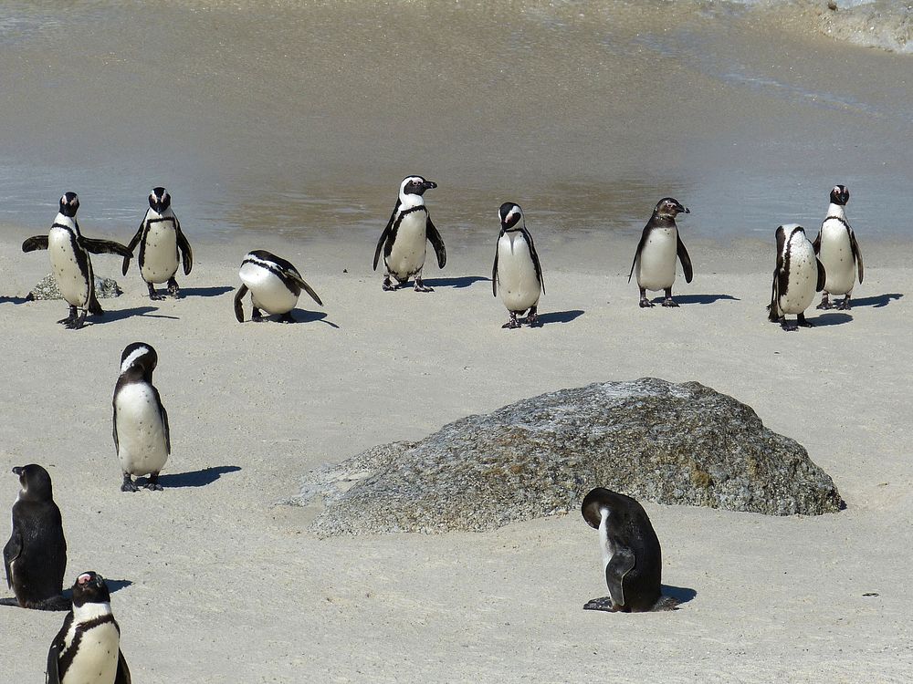 Group of humboldt penguins. Free public domain CC0 photo.