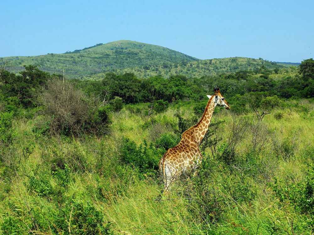 Giraffe in Savanna. Free public domain CC0 photo.