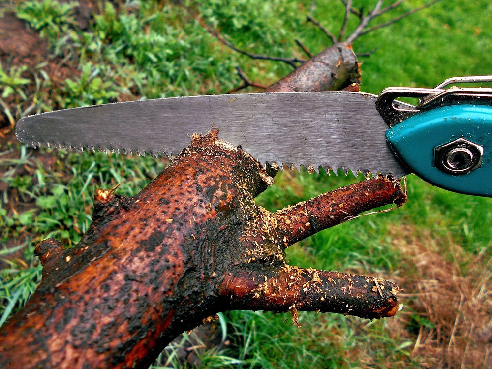 Cutting wood. Free public domain CC0 photo.