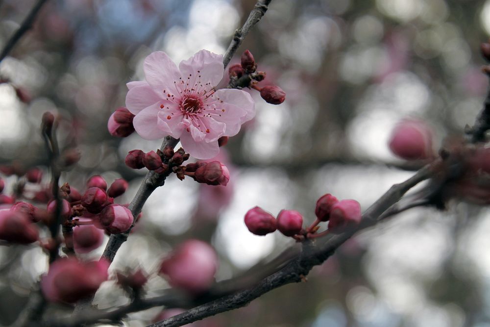 Pink peach blossom background. Free public domain CC0 photo.