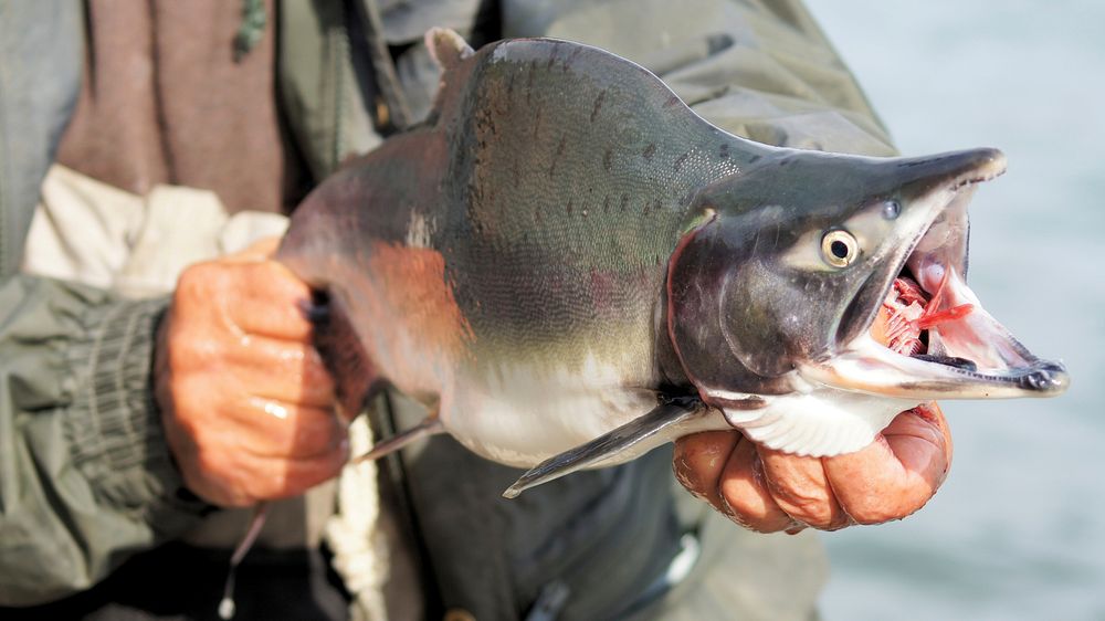 Man holding dead fish. Free public domain CC0 photo.