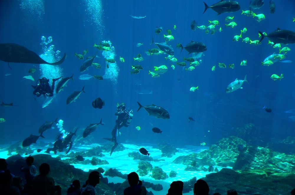 Diver in aquarium tank. Free public domain CC0 photo.