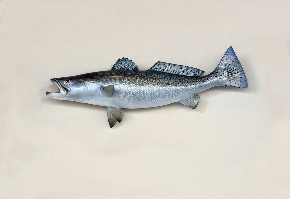 Saltwater trout fish model. Free public domain CC0 photo.