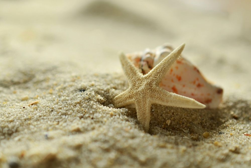 Beach sea shell and starfish. Free public domain CC0 image.
