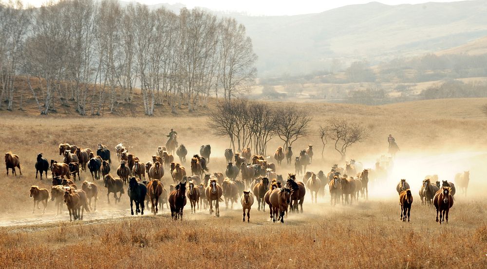 Herd of horses running. Free public domain CC0 photo.