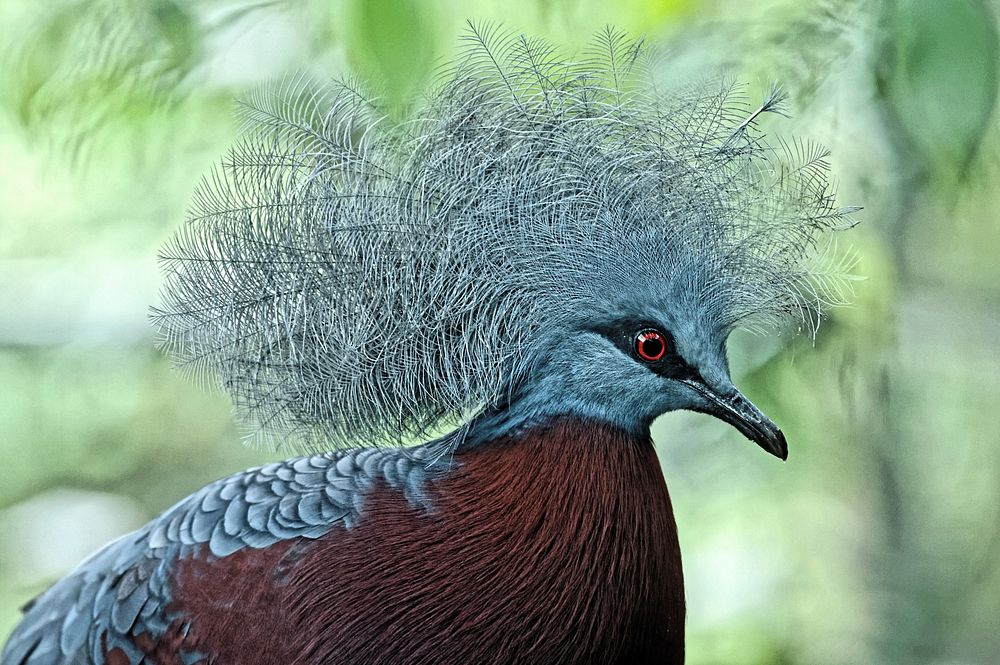 Victoria Crowned Pigeon, bird photography. Free public domain CC0 image.