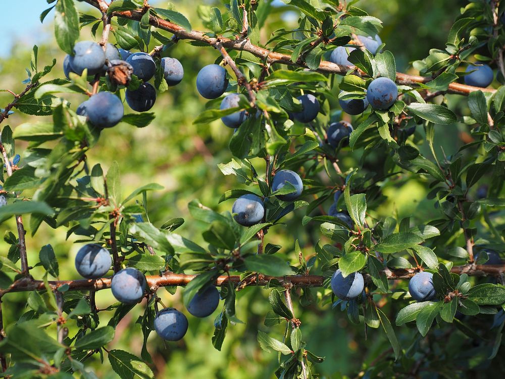 Blackthorn berries on tree. Free public domain CC0 image. 