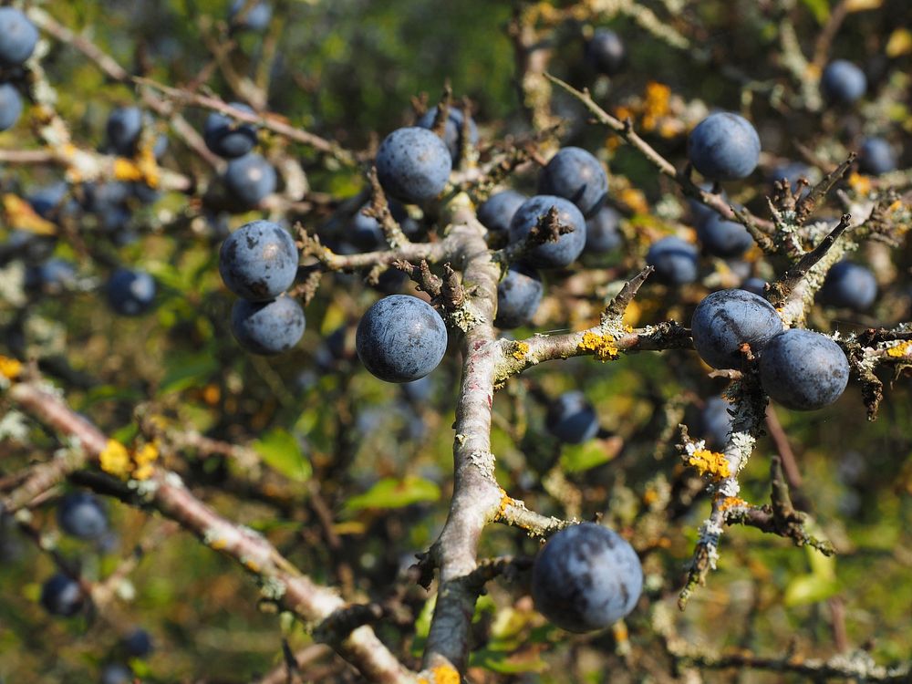 Blackthorn berries on tree. Free public domain CC0 image. 