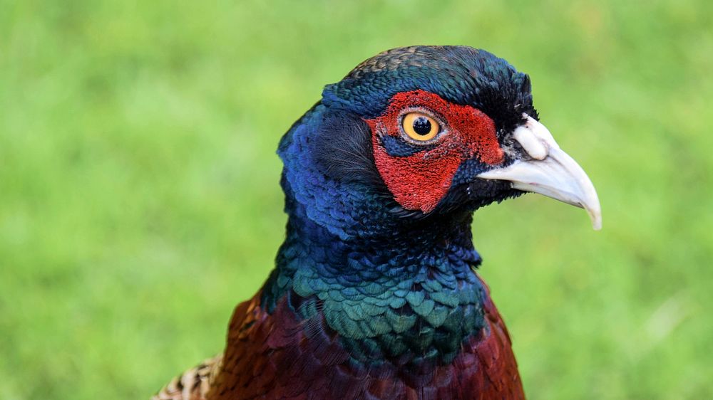 Pheasant, bird photography. Free public domain CC0 image.