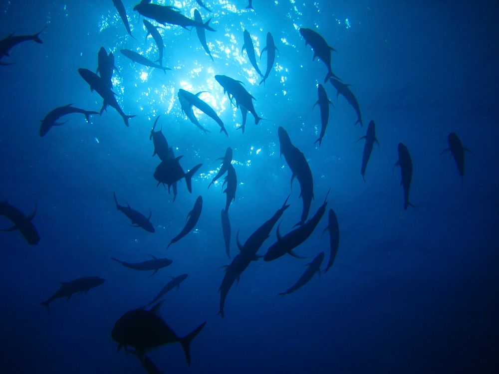 Fishes swimming in group. Free public domain CC0 photo.