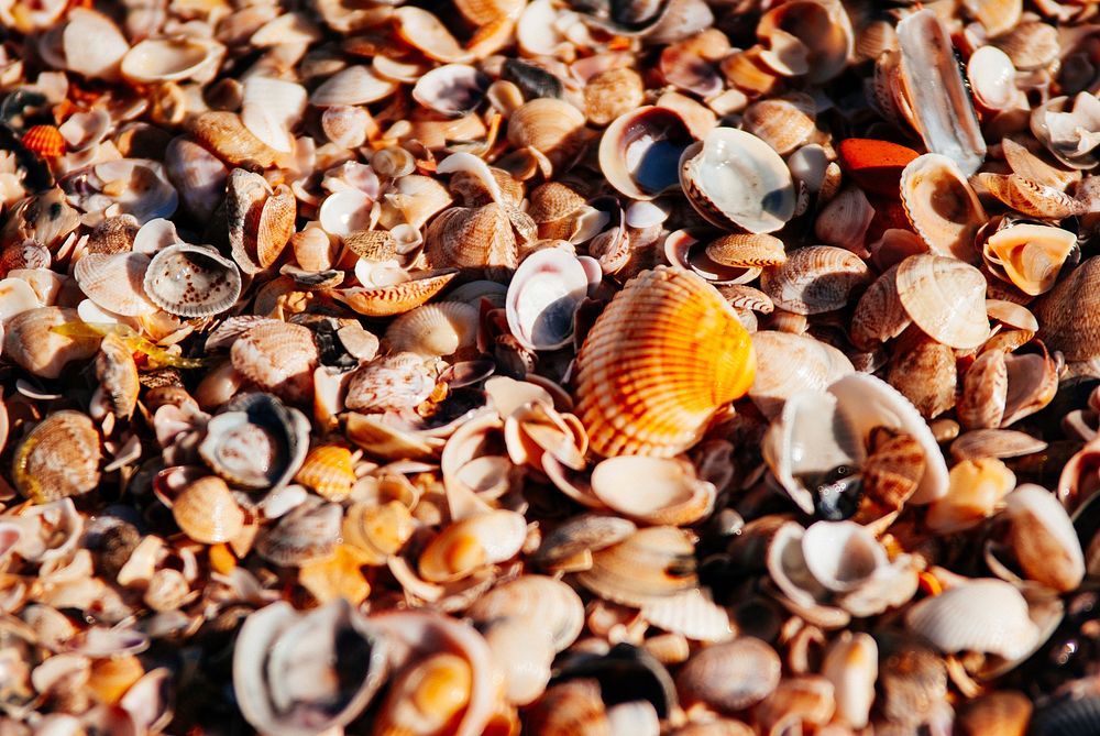 Pile of beach sea shells. Free public domain CC0 image.