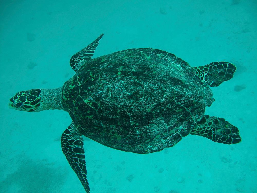 Green sea turtle swimming. Free public domain CC0 photo.
