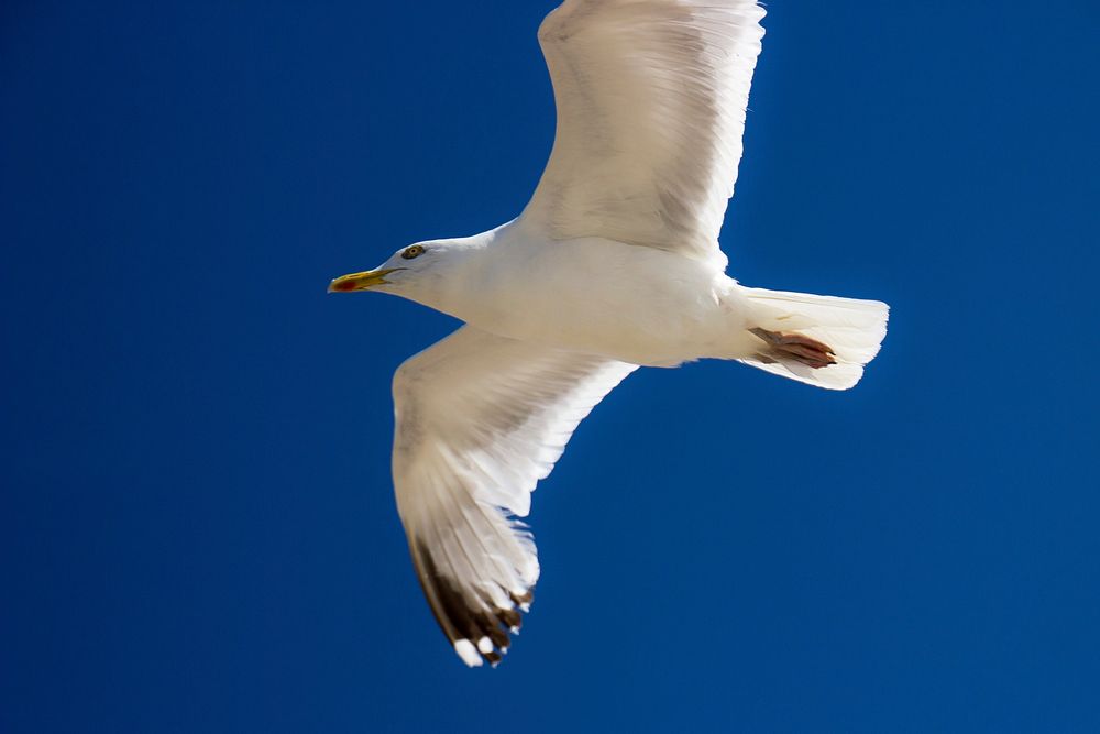 Flying seagull close up. Free public domain CC0 photo.