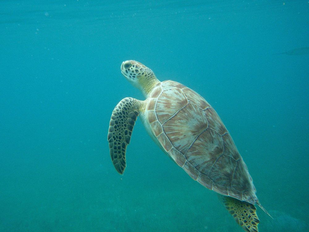 Green sea turtle swimming. Free public domain CC0 photo.