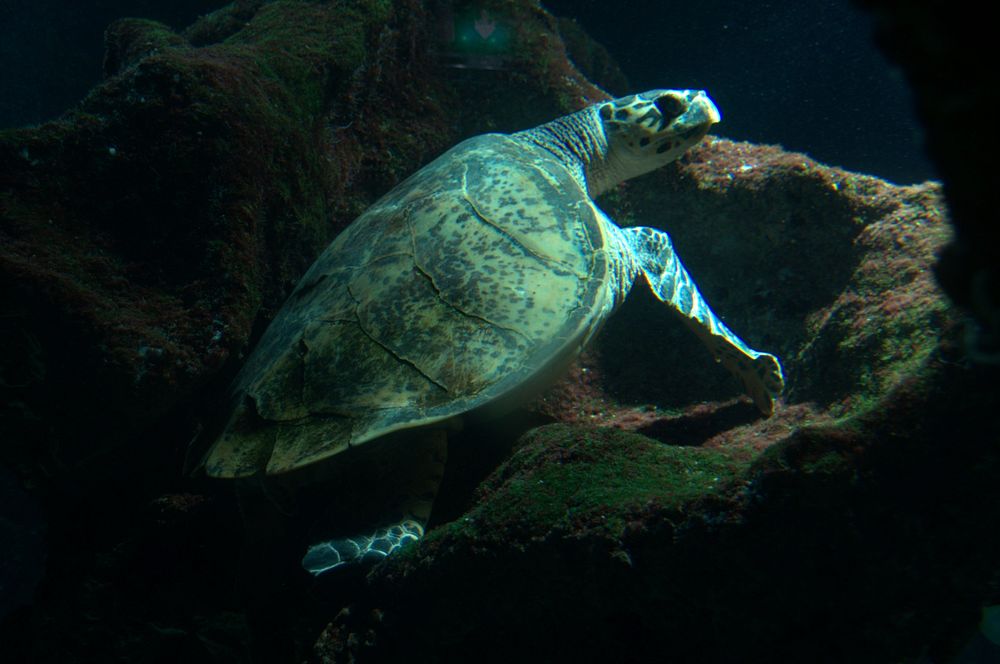 Green sea turtle swimming. Free public domain CC0 photo.