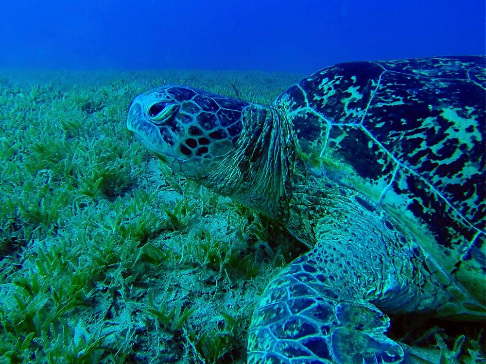 Green sea turtle swimming closeup. Free public domain CC0 image.