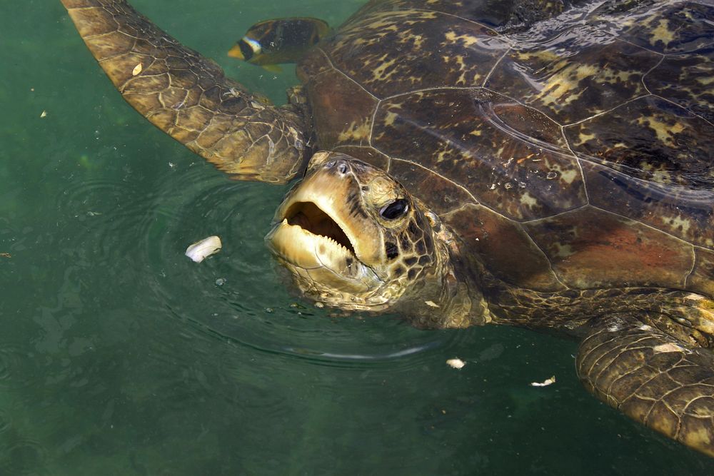 Green sea turtle looking out. Free public domain CC0 image.