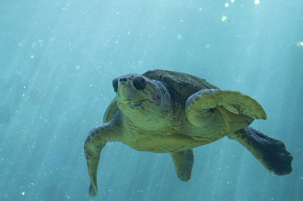 Loggerhead sea turtle swimming underwater. Free public domain CC0 photo.