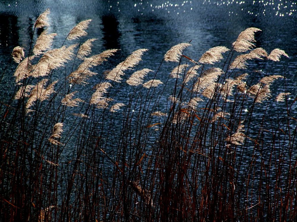 Beautiful seagrass. Free public domain CC0 photo.