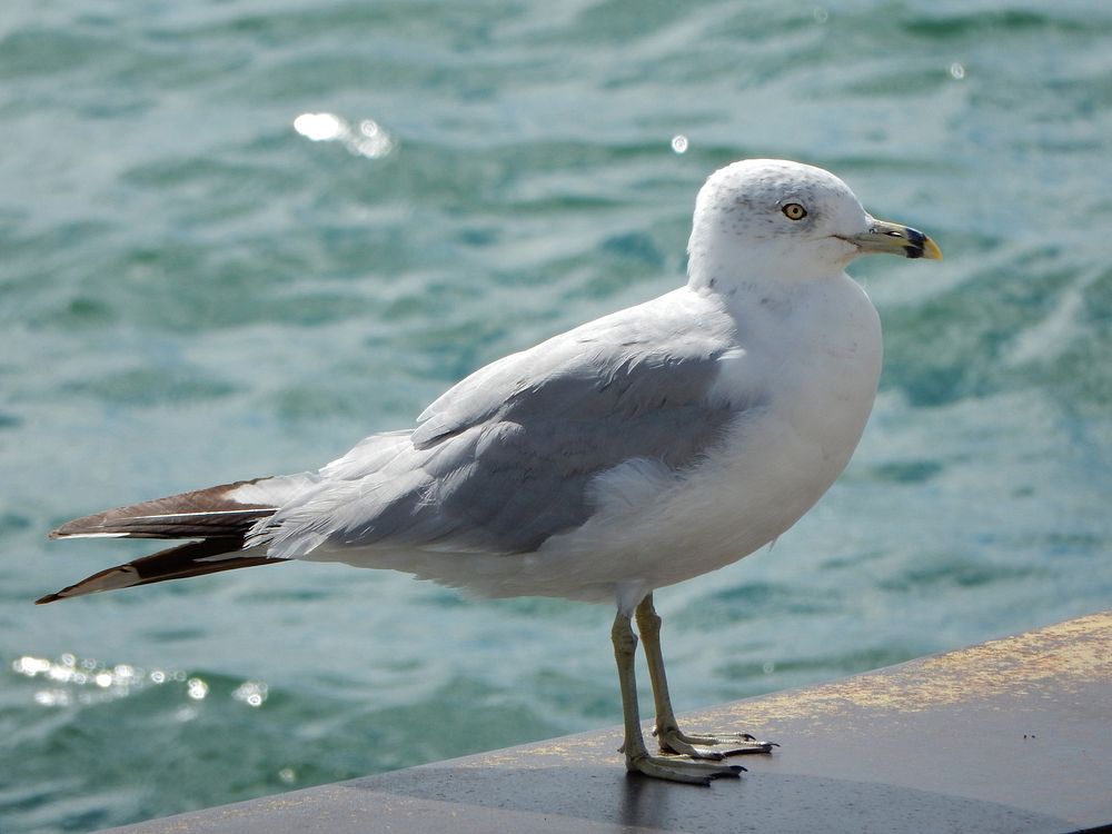 Seagull standing alone close up. Free public domain CC0 photo.