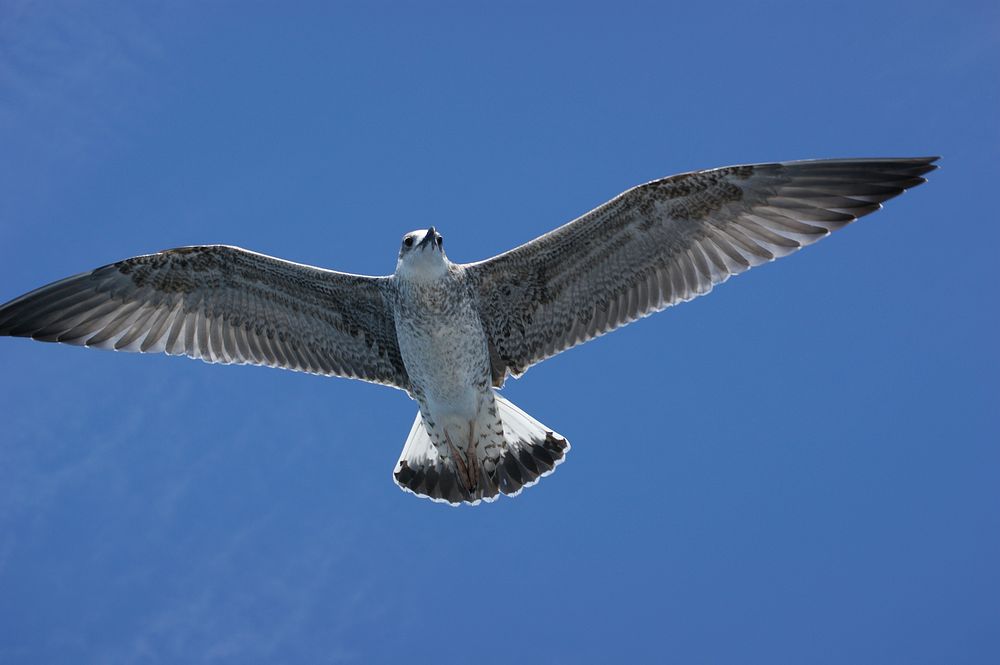 Flying seagull close up. Free public domain CC0 photo.